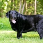 Obesidade em cães e gatos já é considerada uma epidemia do século 21