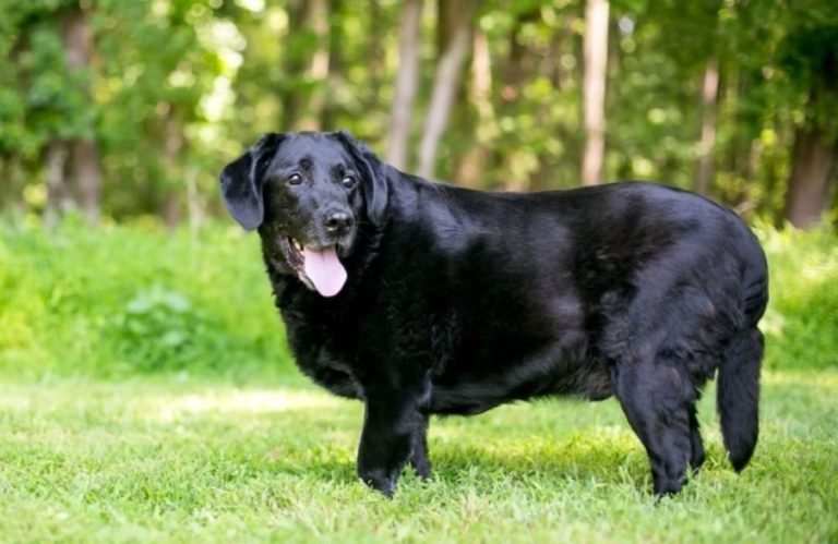 Obesidade em cães e gatos já é considerada uma epidemia do século 21