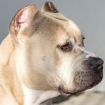 Pitbull mata criança de dez meses em Goiânia