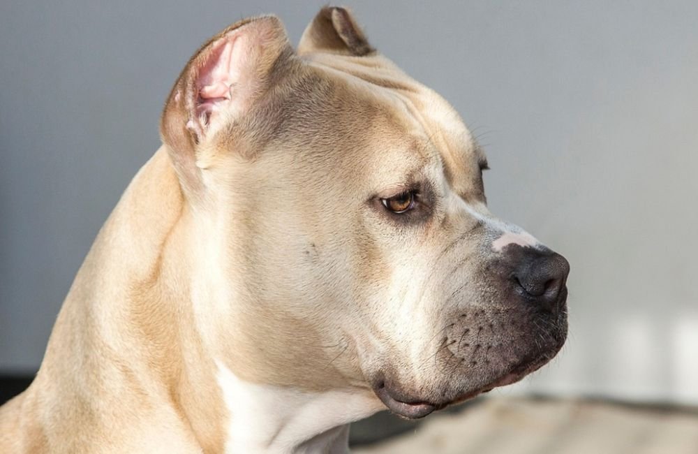 Pitbull mata criança de dez meses em Goiânia