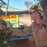 Tamanduá-bandeira é resgatado por bombeiros em mangueira na Avenida Brasília, em Formosa