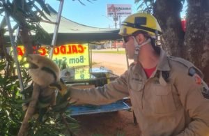 Tamanduá-bandeira é resgatado por bombeiros em mangueira na Avenida Brasília, em Formosa