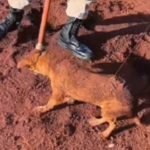 VÍDEO Bombeiros resgatam cão preso em buraco no Setor Sítio Recreio Alvorada, em Jataí