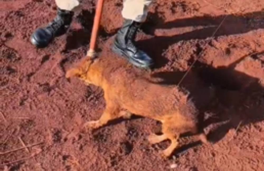 VÍDEO | Bombeiros resgatam cão preso em buraco no Setor Sítio Recreio Alvorada, em Jataí