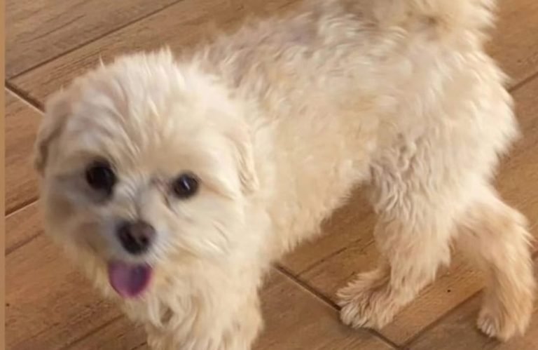 Cachorrinho Jack desaparece no centro de Jataí e família pede ajuda