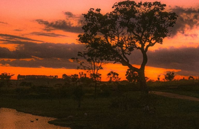 Clima tempo previsão jataí goiás brasil arvore por do sol