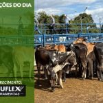 Cotações do Dia - Pn7 2024 - Soluflex