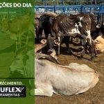 Cotações do Dia - Pn7 2024 - Soluflex