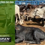 Cotações do Dia - Pn7 2024 - Soluflex