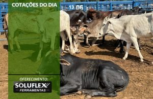 Cotações do Dia - Pn7 2024 - Soluflex