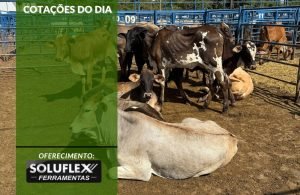 Cotações do Dia - Pn7 2024 - Soluflex