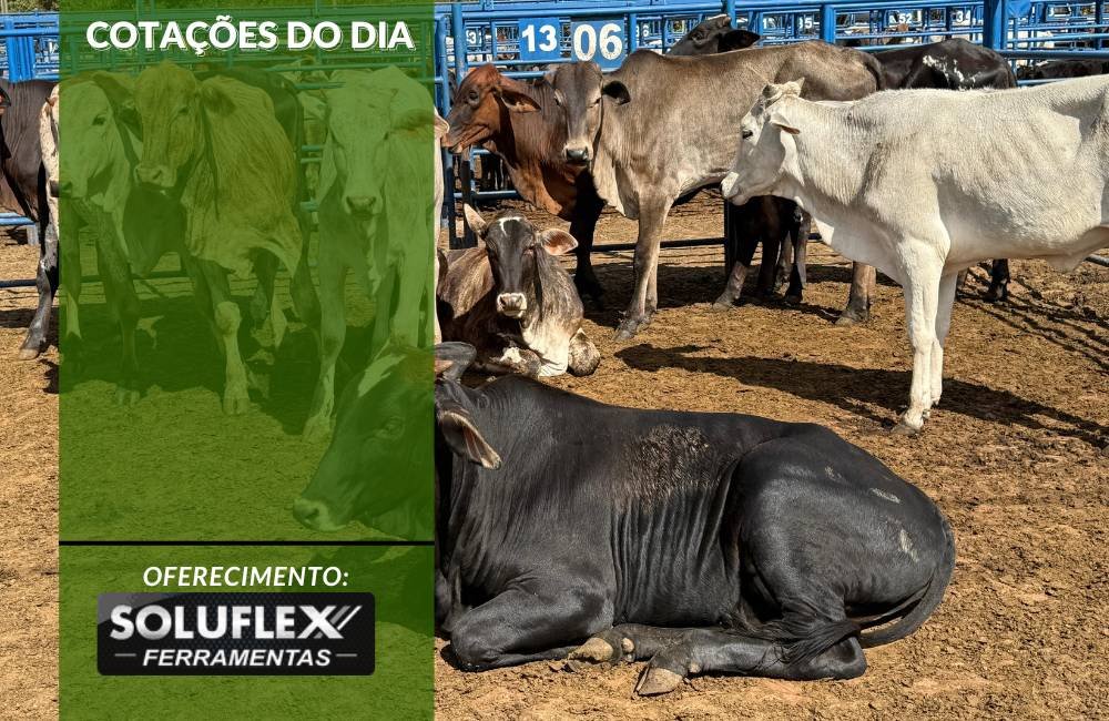 Cotações do Dia - Pn7