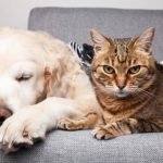 _Frio aumenta dores nas articulações de cães e gatos; veja como prevenir e aliviar
