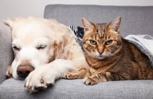 _Frio aumenta dores nas articulações de cães e gatos; veja como prevenir e aliviar