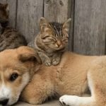 Lei pune quem fizer ou permitir tatuagens e piercings em cães e gatos