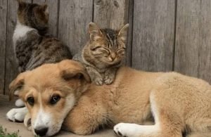Lei pune quem fizer ou permitir tatuagens e piercings em cães e gatos