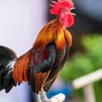 Mulher processa condomínio para manter galo no quintal de casa