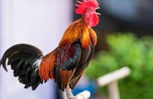 Mulher processa condomínio para manter galo no quintal de casa
