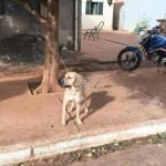 Polícia Civil de Chapadão do Céu conclui investigação por maus-tratos a cão amarrado em árvore