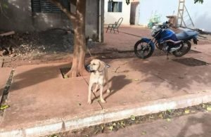 Polícia Civil de Chapadão do Céu conclui investigação por maus-tratos a cão amarrado em árvore