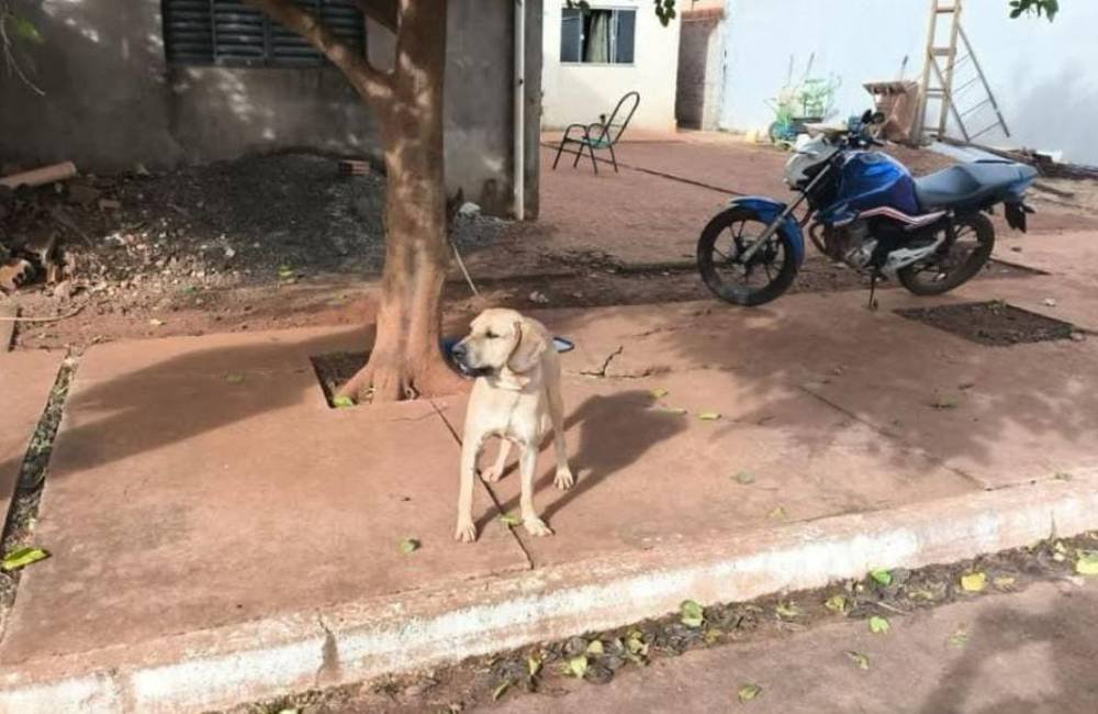 Polícia Civil de Chapadão do Céu conclui investigação por maus-tratos a cão amarrado em árvore