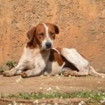 Aumento de abandono de animais nas férias OAB-GO lança campanha de conscientização