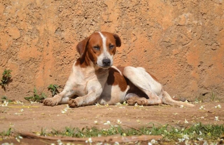 Aumento de abandono de animais nas férias OAB-GO lança campanha de conscientização