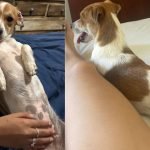 Cachorrinha Lilica desaparece próximo ao Colégio Militar em Jataí (1)