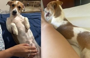 Cachorrinha Lilica desaparece próximo ao Colégio Militar em Jataí (1)