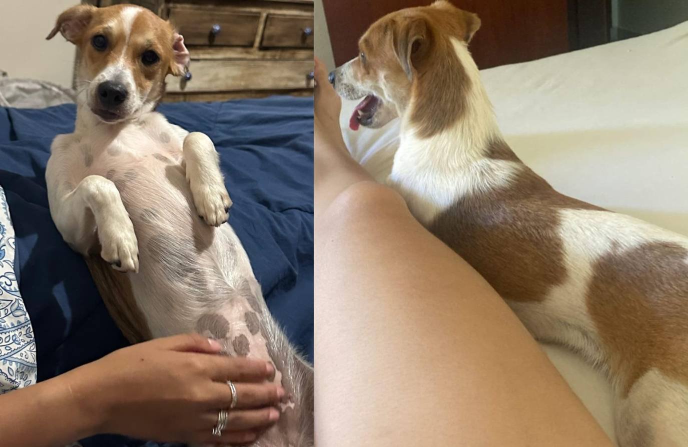 Cachorrinha Lilica desaparece próximo ao Colégio Militar em Jataí