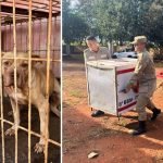Criança morta por pit bull tentou fazer carinho no cachorro quando foi atacada, diz delegado
