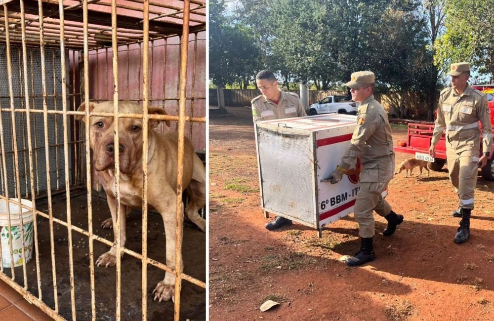 Criança morta por pit bull tentou fazer carinho no cachorro quando foi atacada, diz delegado