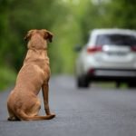 Motoristas que abandonarem animais poderão ter a CNH suspensa