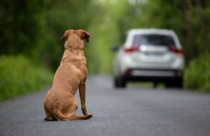 Motoristas que abandonarem animais poderão ter a CNH suspensa