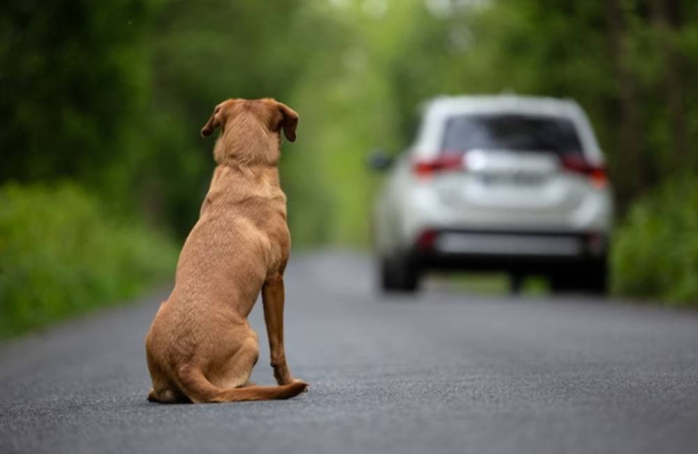 Motoristas que abandonarem animais poderão ter a CNH suspensa