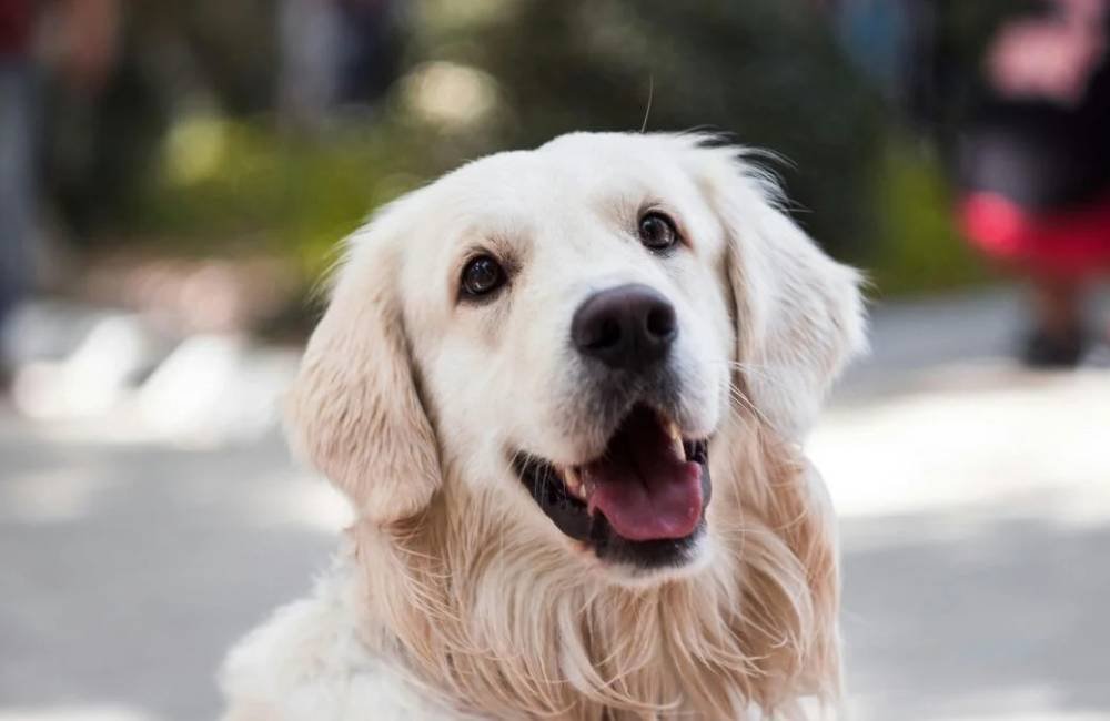 Os pets do Brasil têm nome! Veja os 10 mais usados em 2025