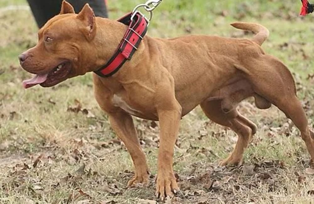 Pit bull mata criança de três anos em Itumbiara
