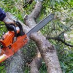 Secretaria de Meio Ambiente de Jataí Deixa de Receber Requerimentos para Corte de Árvores Isoladas