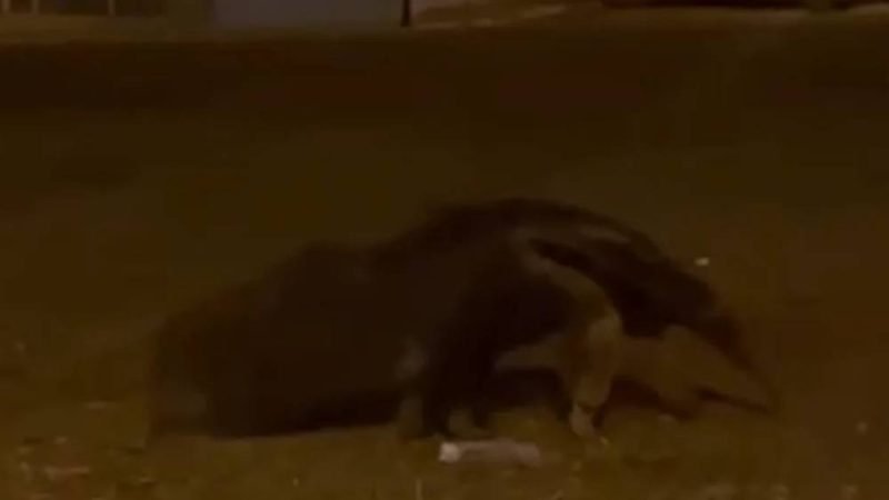 Tamanduá-bandeira é flagrado por moradores em avenida de Jataí durante a madrugada