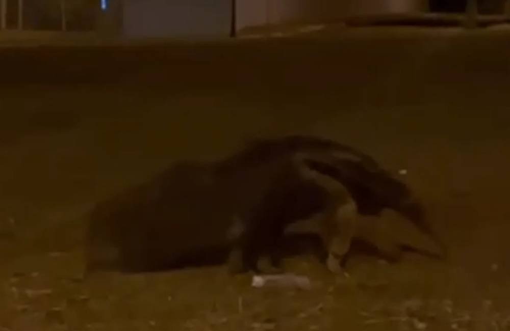 Tamanduá-bandeira é flagrado por moradores em avenida de Jataí durante a madrugada