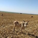 Tragédia animal mais de 80 bois morrem de fome em fazenda de Santa Helena de Goiás