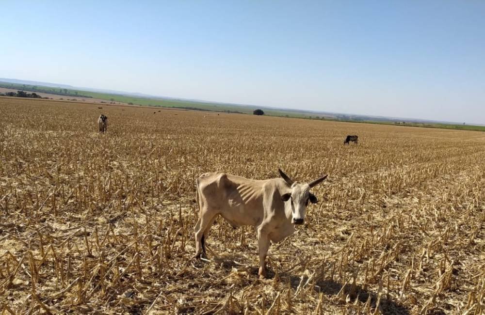 Tragédia animal mais de 80 bois morrem de fome em fazenda de Santa Helena de Goiás