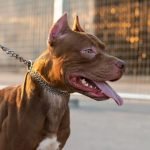 Tutores podem responder por homicídio em caso de ataques de pitbull, explica delegado