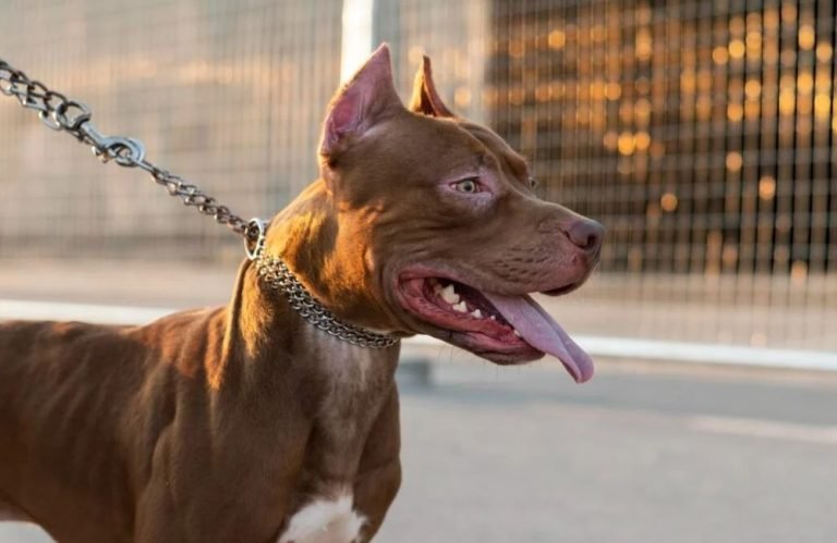 Tutores podem responder por homicídio em caso de ataques de pitbull, explica delegado