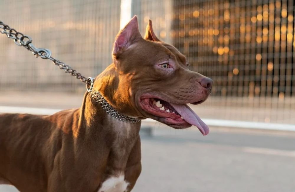 Tutores podem responder por homicídio em caso de ataques de pitbull, explica delegado