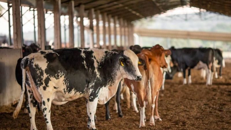 Agrodefesa orienta suspensão imediata de dois lotes da vacina Excell 10 após relatos de mortes em animais