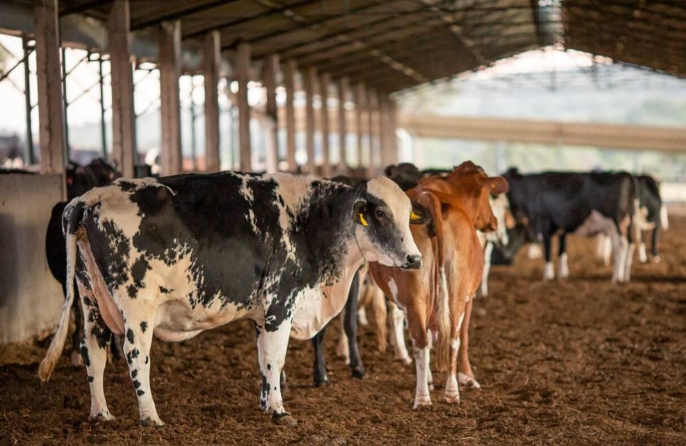 Agrodefesa orienta suspensão imediata de dois lotes da vacina Excell 10 após relatos de mortes em animais