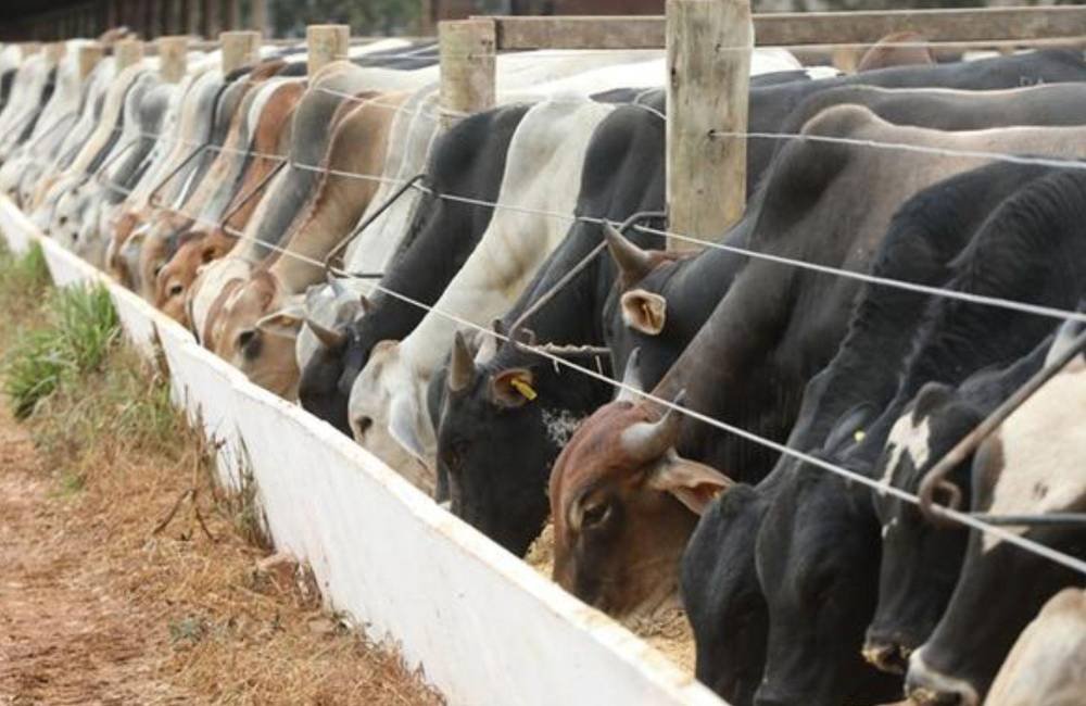 Alerta em Goiás: cinco bovinos morrem por raiva e Agrodefesa reforça vacinação obrigatória