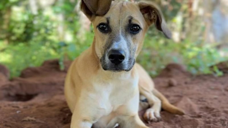 Cachorra desaparece em Jataí e família pede ajuda para encontrá-la