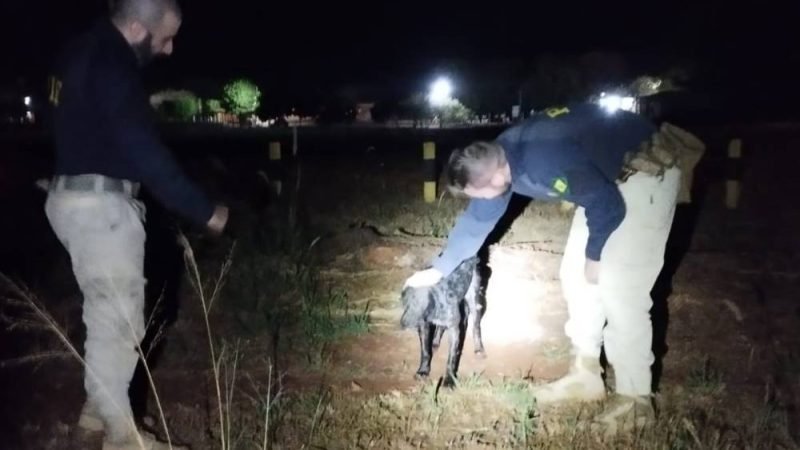 Cachorro é salvo de afogamento por policiais da PRF em represa às margens da BR-364, em Jataí